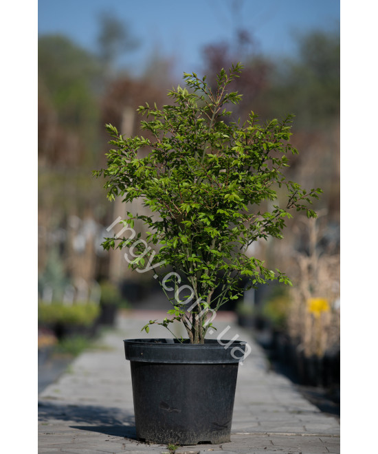 Бересклет крилатий "Компактус" (Euonymus alatus "Compactus")