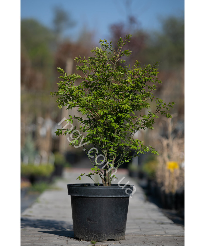 Бересклет крилатий "Компактус" (Euonymus alatus "Compactus")
