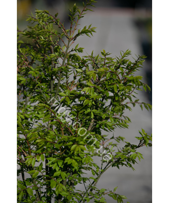Бересклет крилатий "Компактус" (Euonymus alatus "Compactus")