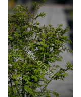 Бересклет крилатий "Компактус" (Euonymus alatus "Compactus")