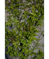 Бересклет крилатий "Компактус" (Euonymus alatus "Compactus")