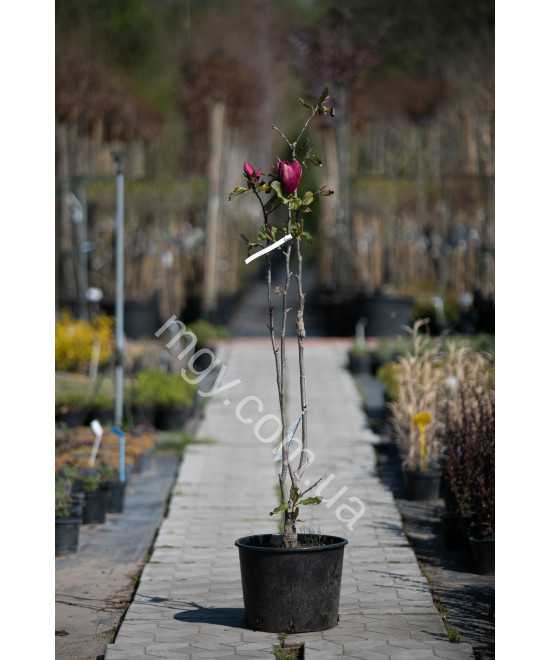 Магнолія "Емперор" (Magnolia "Emperor")