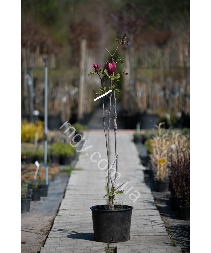 Магнолія "Емперор" (Magnolia "Emperor")