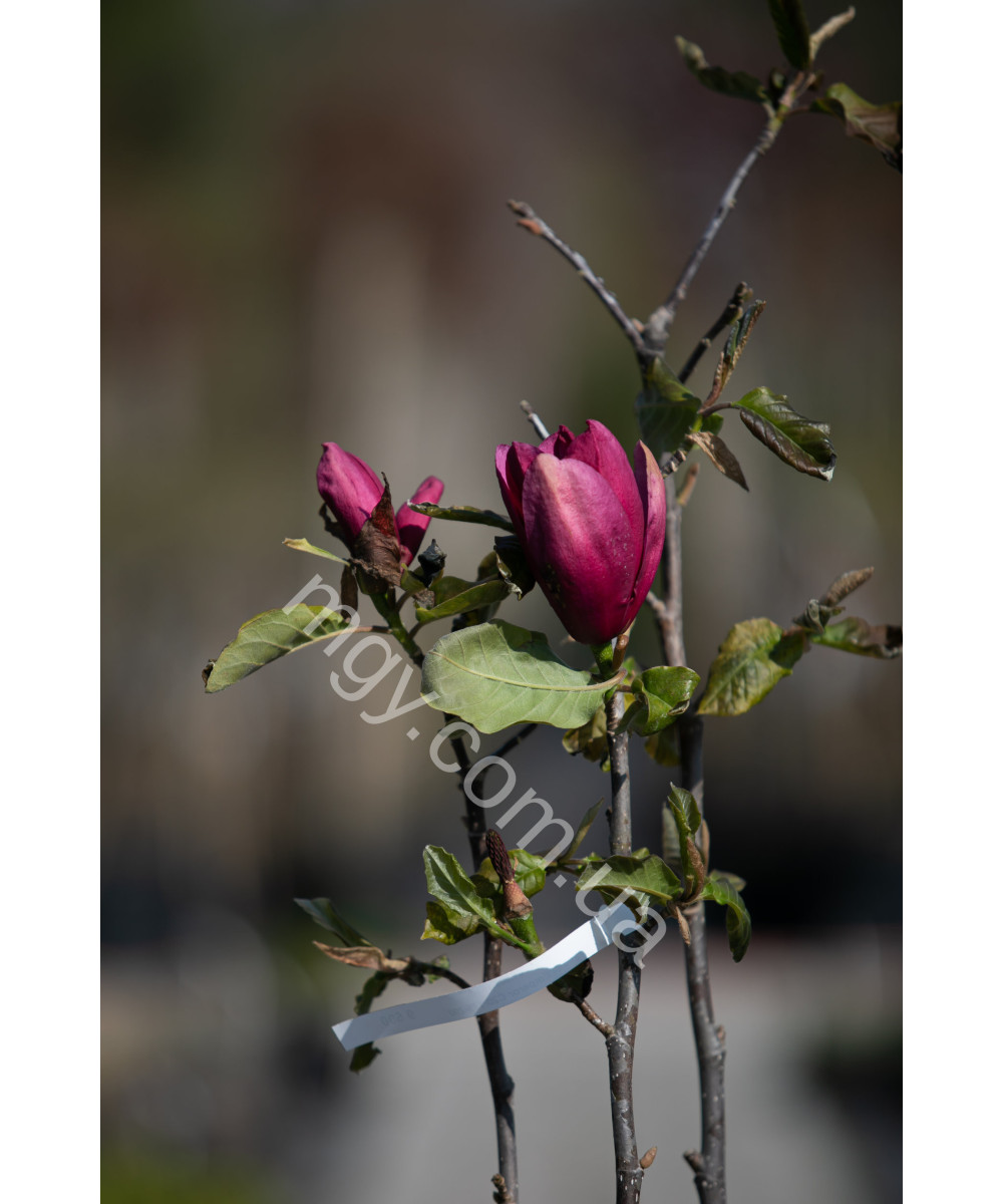Магнолія "Емперор" (Magnolia "Emperor")
