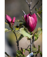 Магнолія "Емперор" (Magnolia "Emperor")