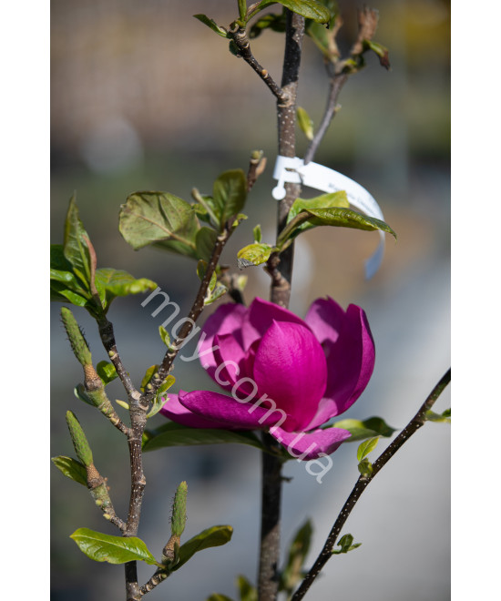 Магнолія "Клеопатра"  (Magnolia "Cleopatra")