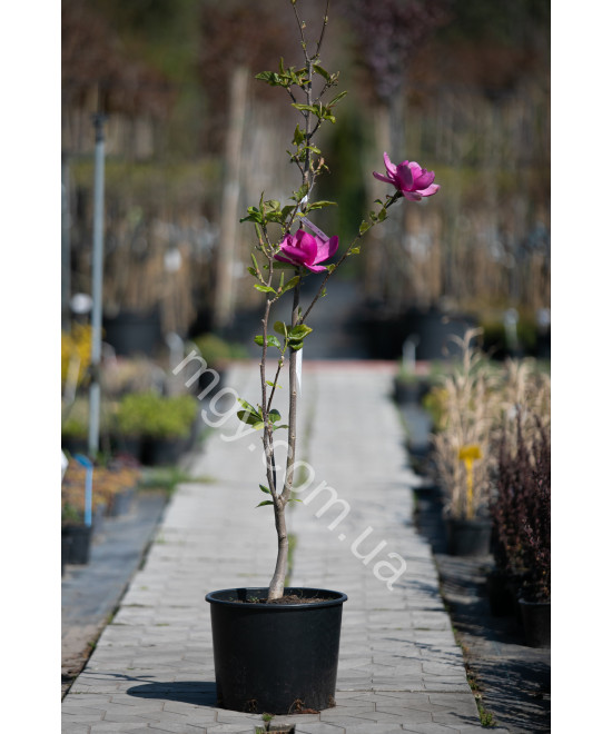 Магнолія "Клеопатра"  (Magnolia "Cleopatra")