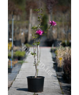 Магнолія "Клеопатра"  (Magnolia "Cleopatra")