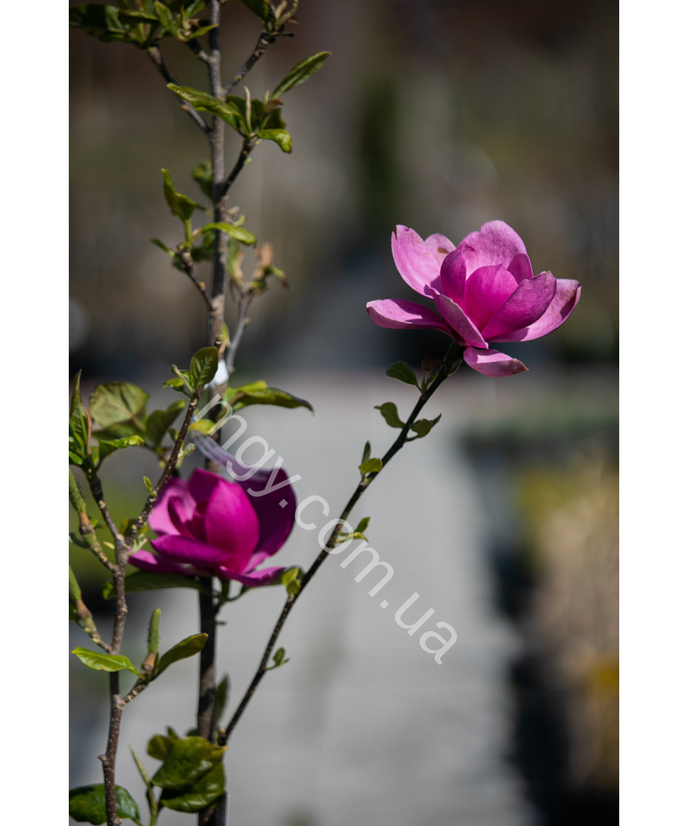 Магнолія "Клеопатра"  (Magnolia "Cleopatra")