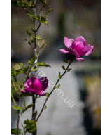 Магнолія "Клеопатра"  (Magnolia "Cleopatra")