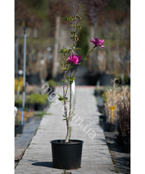 Магнолія "Клеопатра"  (Magnolia "Cleopatra")