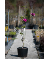 Магнолія "Клеопатра"  (Magnolia "Cleopatra")