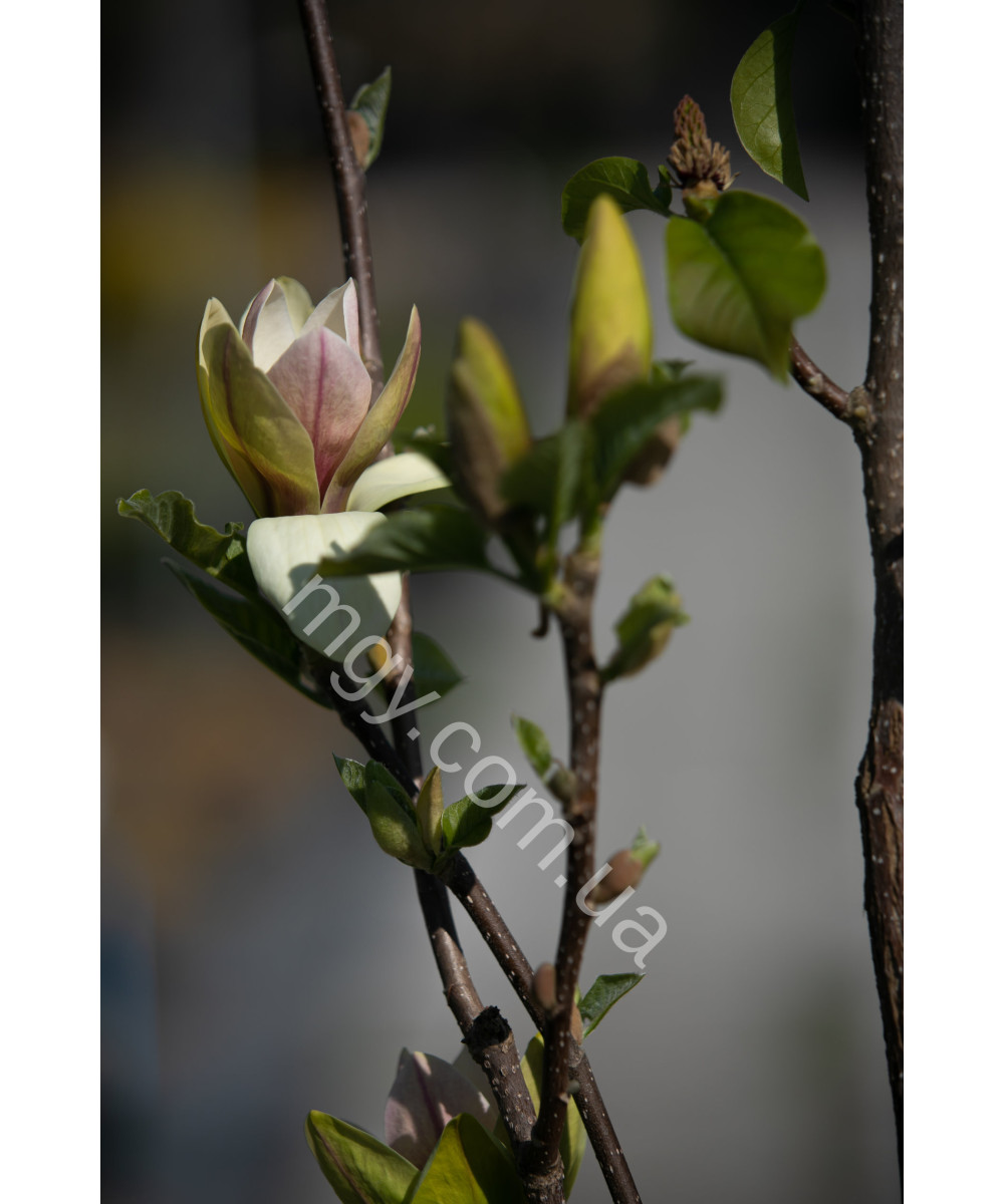 Магнолія "Сансейшн" (Magnolia "Sunsation")