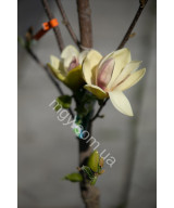 Магнолія "Сансейшн" (Magnolia "Sunsation")