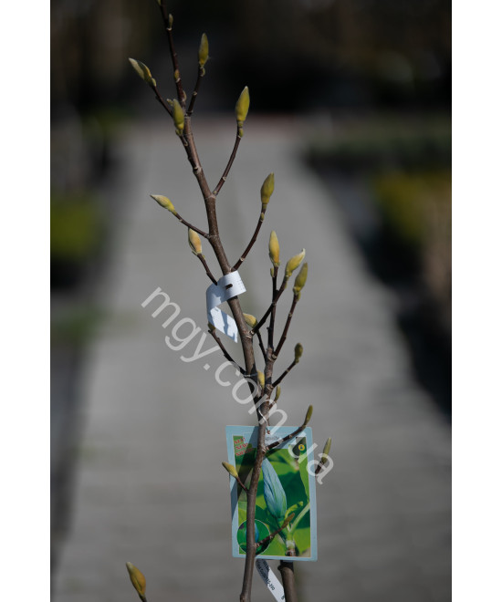 Магнолія Загострена 'Блу Опал' (Magnolia acuminata Blue Opal)