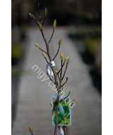 Магнолія Загострена 'Блу Опал' (Magnolia acuminata Blue Opal)