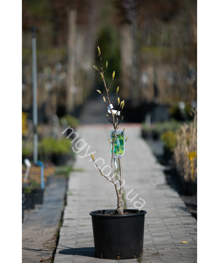 Магнолія Загострена 'Блу Опал' (Magnolia acuminata Blue Opal)
