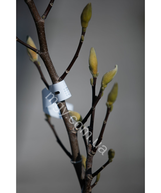 Магнолія Загострена 'Блу Опал' (Magnolia acuminata Blue Opal)