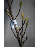 Магнолія Загострена 'Блу Опал' (Magnolia acuminata Blue Opal)
