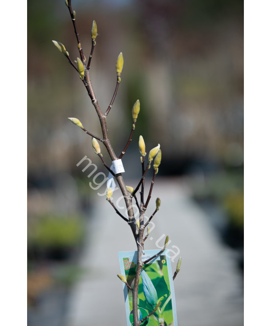 Магнолія Загострена 'Блу Опал' (Magnolia acuminata Blue Opal)