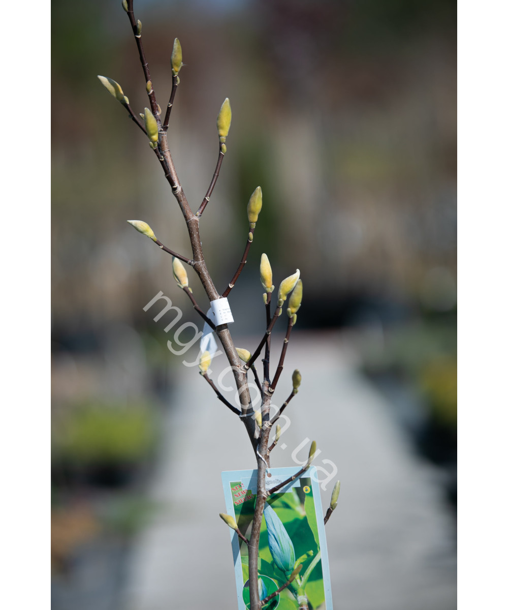 Магнолія Загострена 'Блу Опал' (Magnolia acuminata Blue Opal)