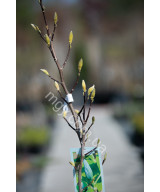 Магнолія Загострена 'Блу Опал' (Magnolia acuminata Blue Opal)