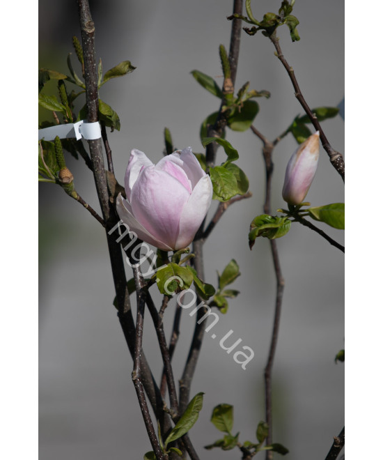 Магнолія Сетісфекшен (Magnolia Satisfaction)