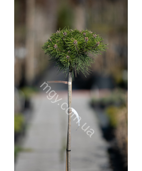 Сосна чорна "Марі Брегон" на штамбі (Pinus nigra "Marie Bregeon")