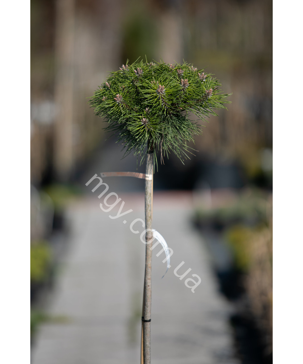 Сосна чорна "Марі Брегон" на штамбі (Pinus nigra "Marie Bregeon")