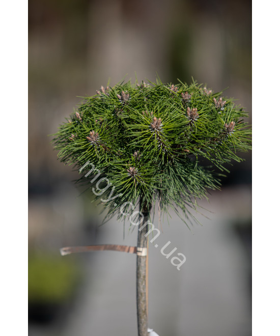 Сосна чорна "Марі Брегон" на штамбі (Pinus nigra "Marie Bregeon")
