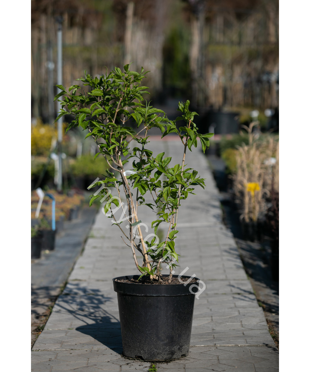 Гептакодіум міконіевидний Тіансган (Heptacodium miconioides Tianshan)
