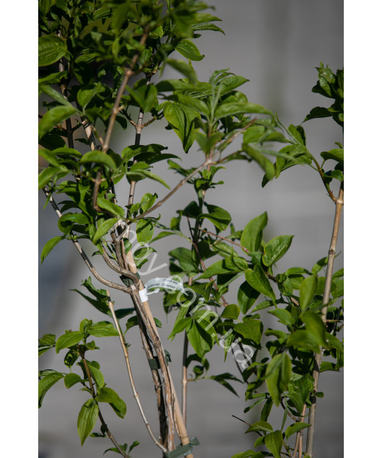 Гептакодіум міконіевидний Тіансган (Heptacodium miconioides Tianshan)