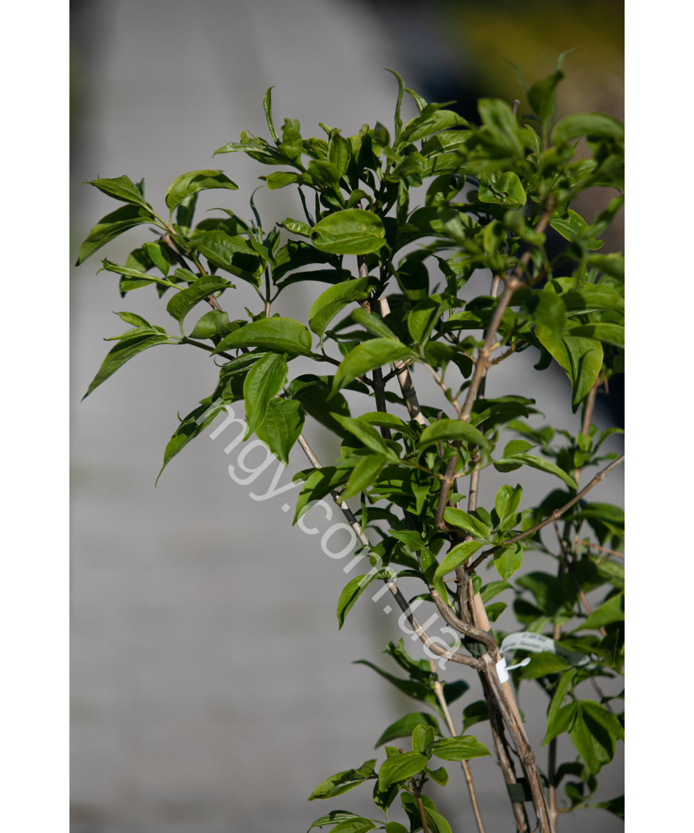 Гептакодіум міконіевидний Тіансган (Heptacodium miconioides Tianshan)