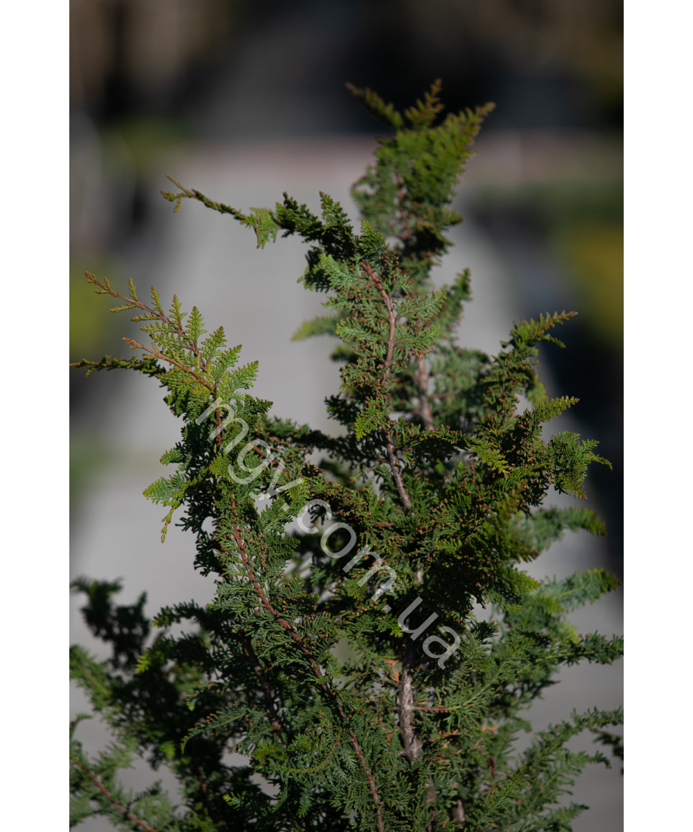Кипарисовик туполистий 'Ділатуш' (Chamaecyparis obtusa Dilatush)