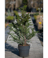 Кипарисовик туполистий 'Ділатуш' (Chamaecyparis obtusa Dilatush)