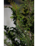 Кипарисовик туполистий 'Ділатуш' (Chamaecyparis obtusa Dilatush)