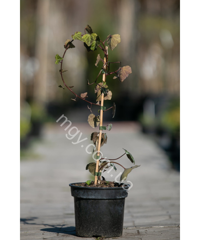 Плющ звичайний (Hedera helix)