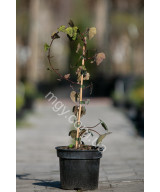 Плющ звичайний (Hedera helix)