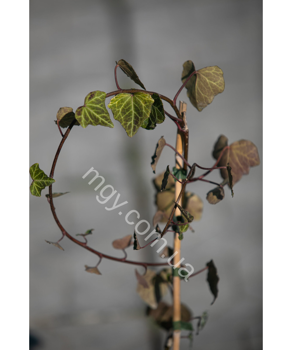 Плющ звичайний (Hedera helix)