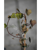 Плющ звичайний (Hedera helix)