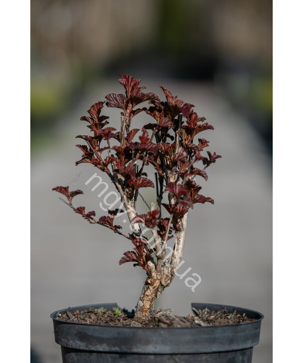 Пухироплідник Калинолистий 'Андре' (Physocarpus Opulifolius Andre)