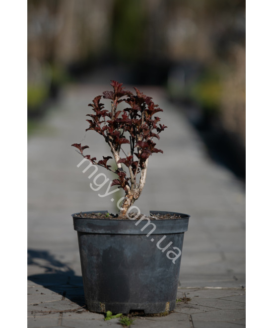Пухироплідник Калинолистий 'Андре' (Physocarpus Opulifolius Andre)