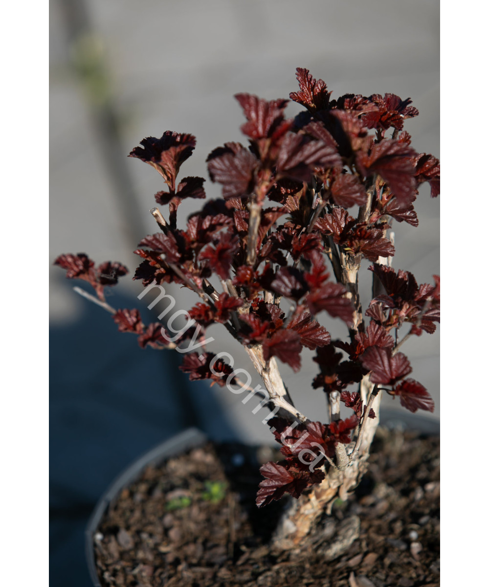 Пухироплідник Калинолистий 'Андре' (Physocarpus Opulifolius Andre)