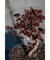 Пухироплідник Калинолистий 'Андре' (Physocarpus Opulifolius Andre)