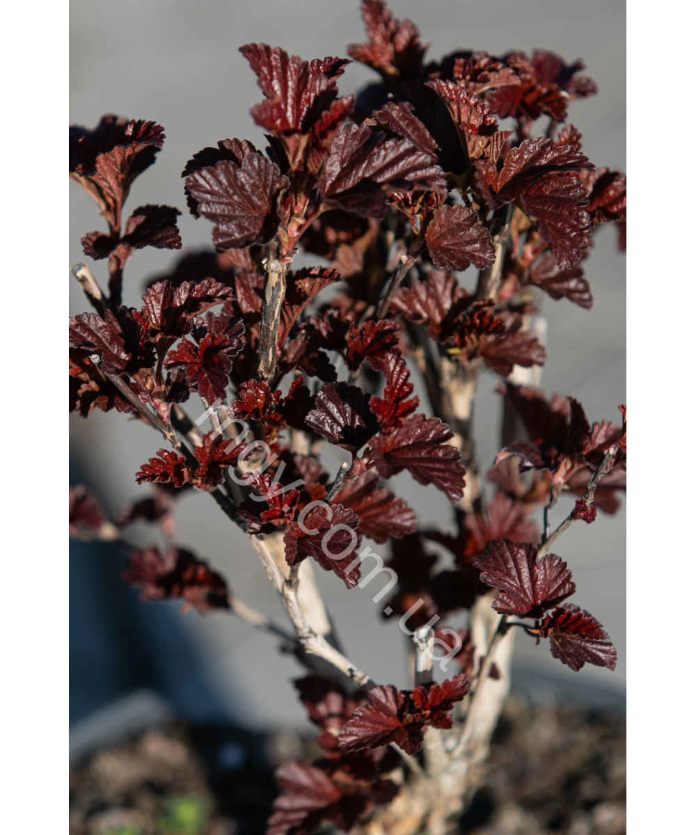 Пухироплідник Калинолистий 'Андре' (Physocarpus Opulifolius Andre)