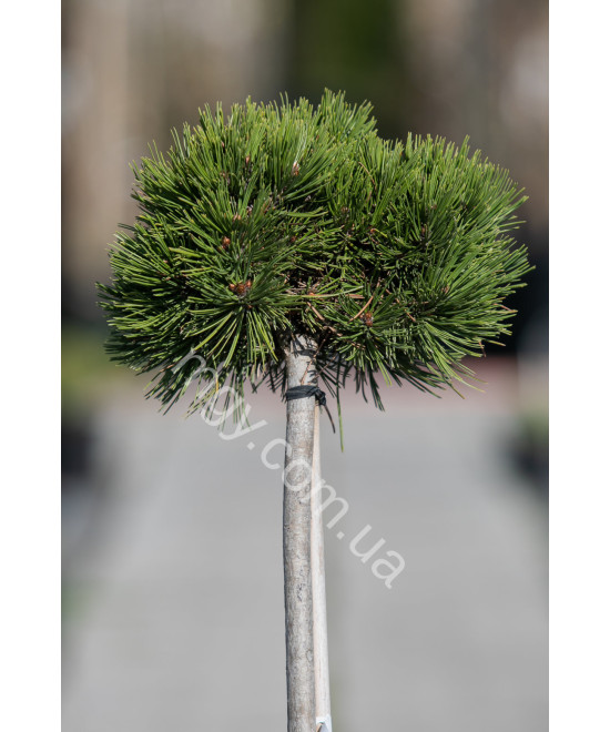Сосна Білокура Шмідта(Pinus Leucodermis Schmidtii)