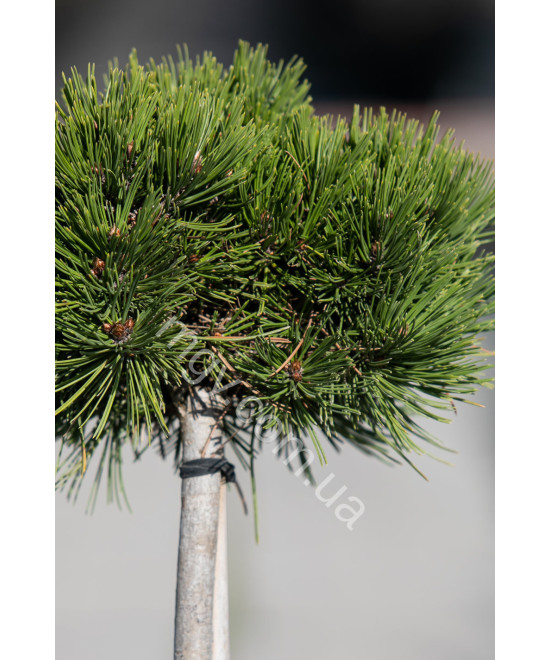 Сосна Білокура Шмідта(Pinus Leucodermis Schmidtii)