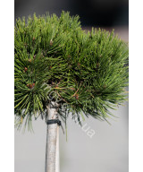 Сосна Білокура Шмідта(Pinus Leucodermis Schmidtii)