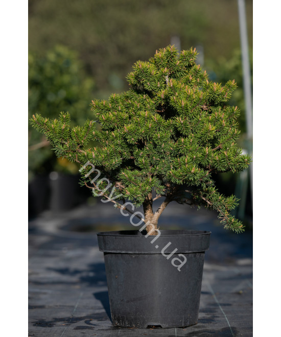 Сосна Банкса "Банска Ставница" (Pinus banksiana "Banska Stavnica")