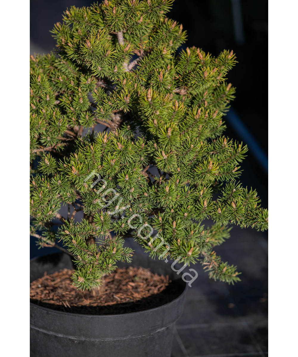 Сосна Банкса "Банска Ставница" (Pinus banksiana "Banska Stavnica")